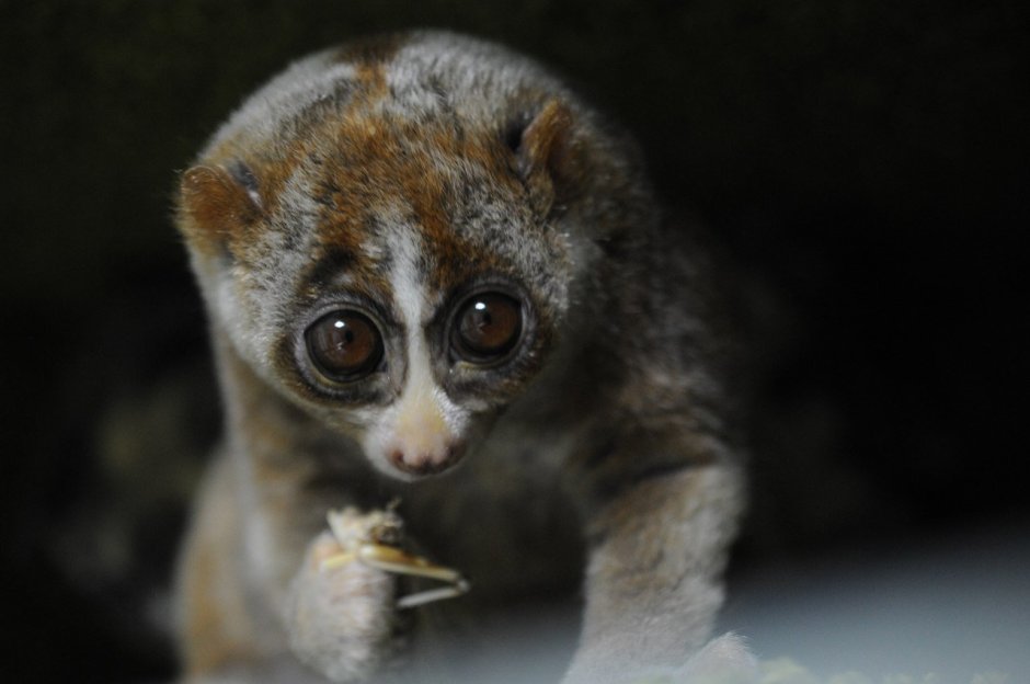 Лемур Лори глаза
