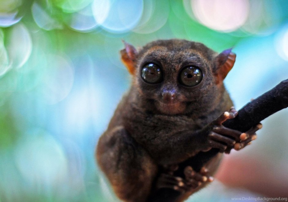 Лори, долгопят, галаго