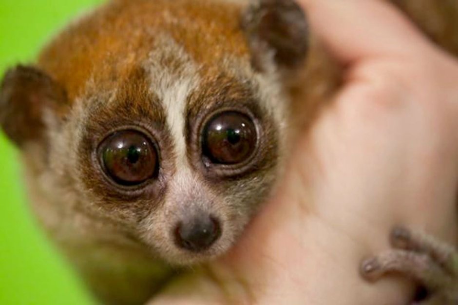 Лемур Лори глаза
