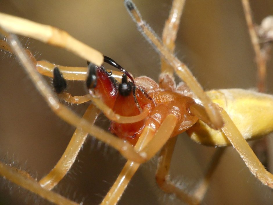 Cheiracanthium mildei