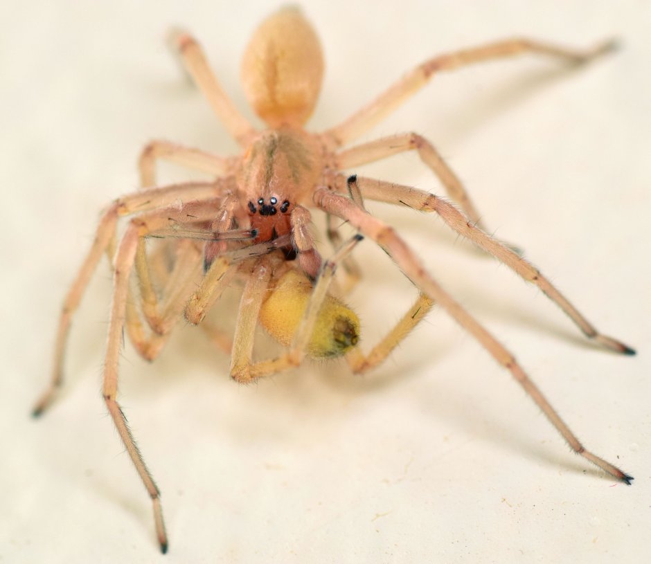 Cheiracanthium punctorium желтосумный колющий паук