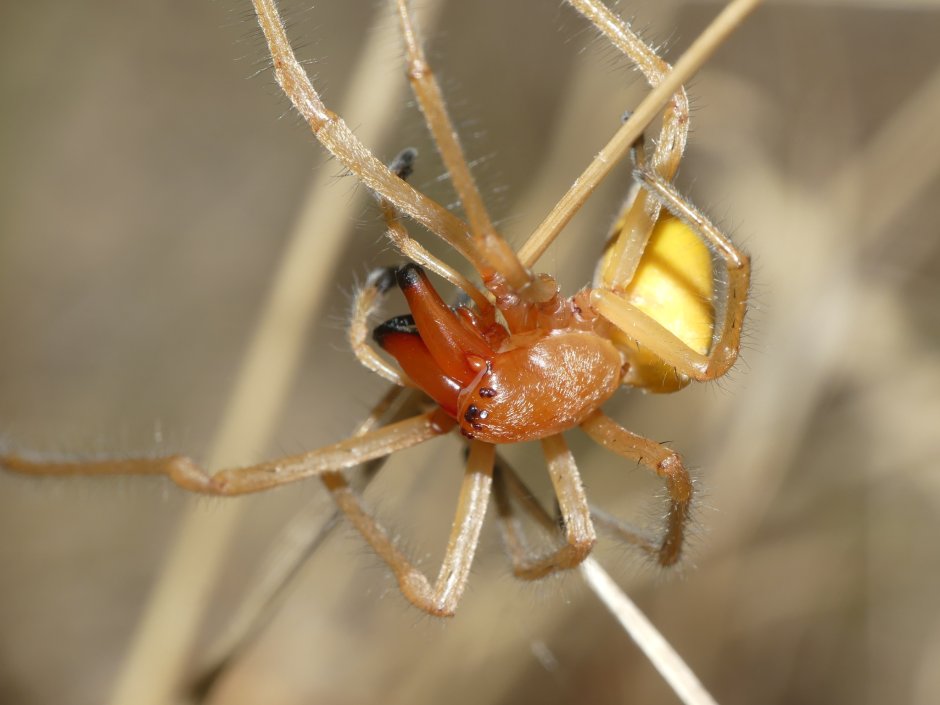 Cheiracanthium punctorium