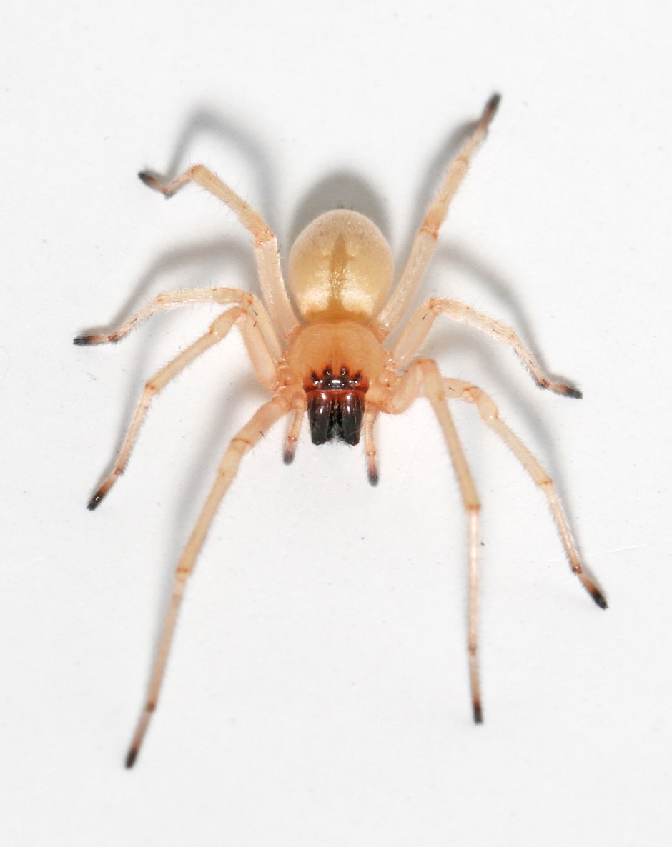 Паук Cheiracanthium punctorium