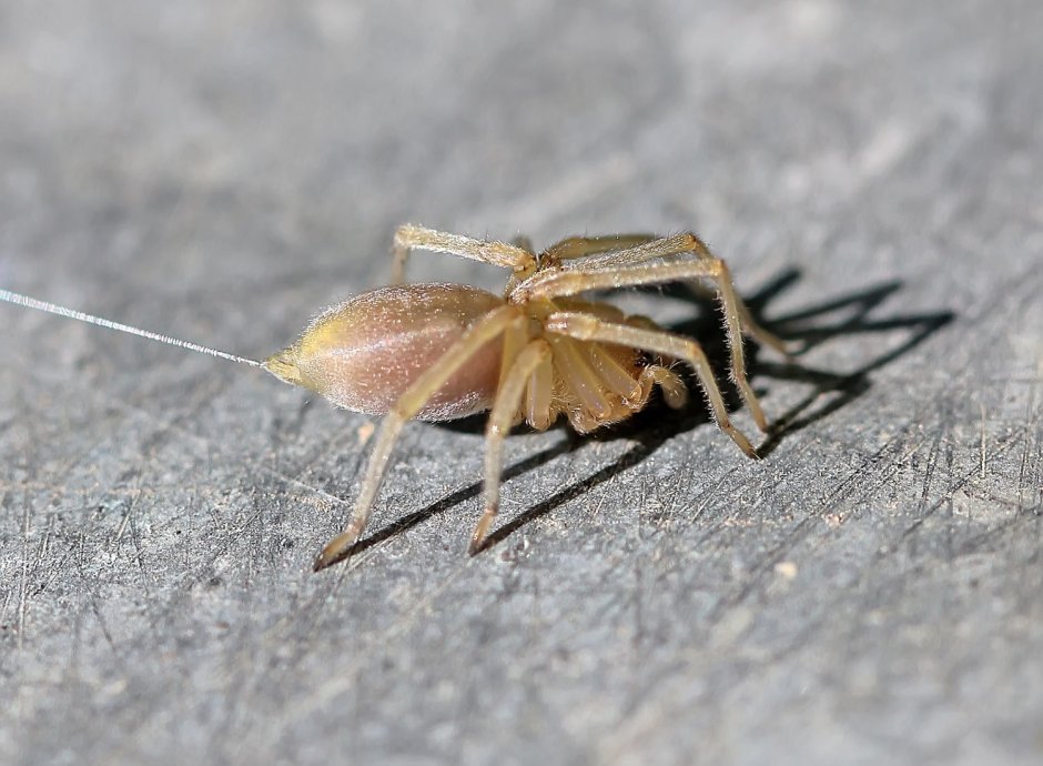 Cheiracanthium punctorium желтосумный колющий паук
