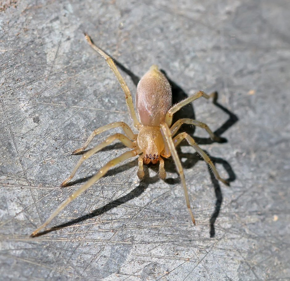 Паук Cheiracanthium punctorium