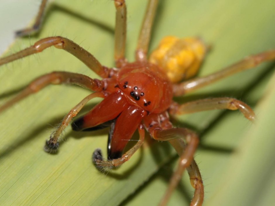 Cheiracanthium punctorium