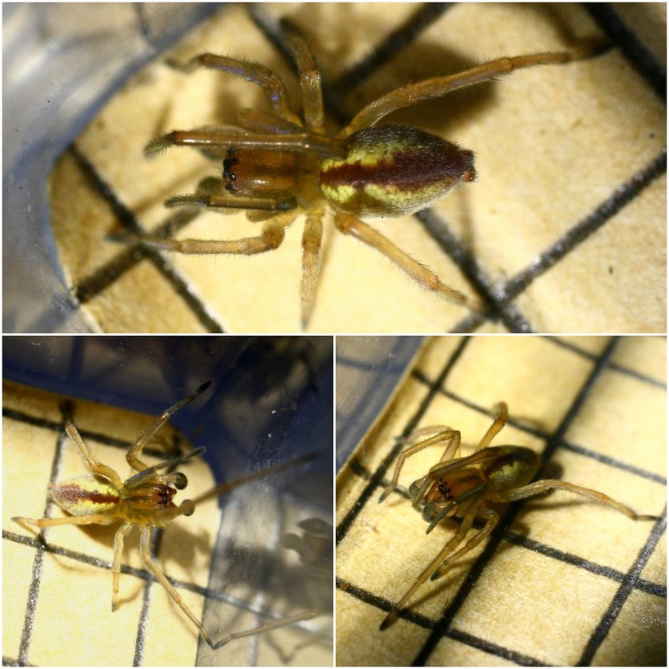 Cheiracanthium punctorium