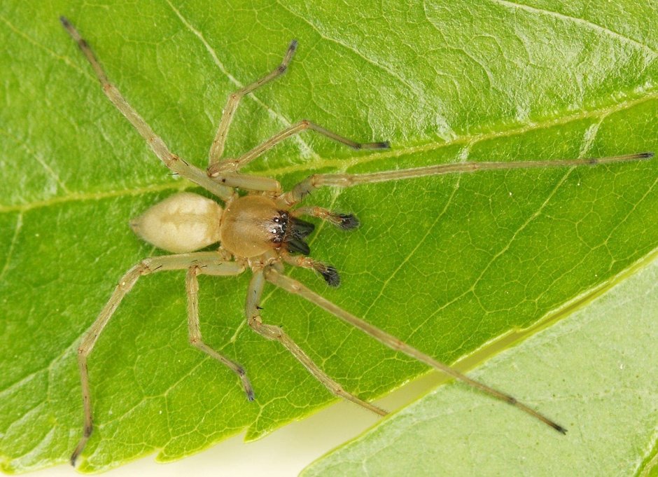 Long-legged sac Spider - Cheiracanthium