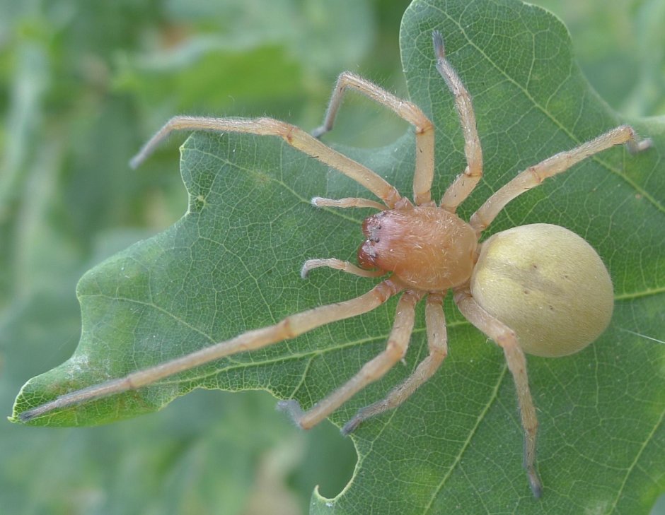 Cheiracanthium inclusum