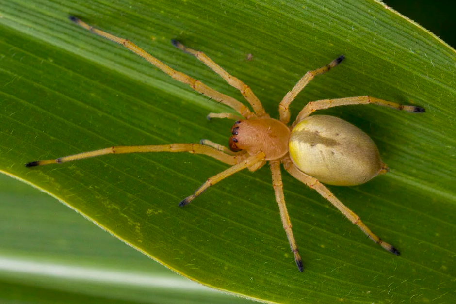 Сумчатый паук Cheiracanthium punctorium