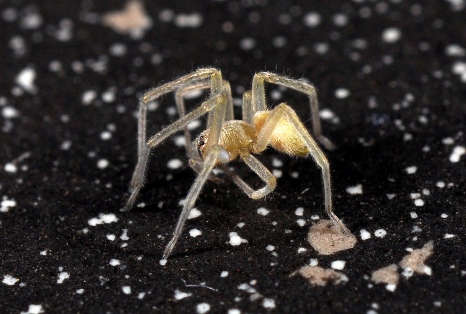 Сумчатый паук Cheiracanthium punctorium
