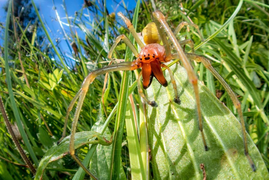 Сумчатый паук Cheiracanthium punctorium