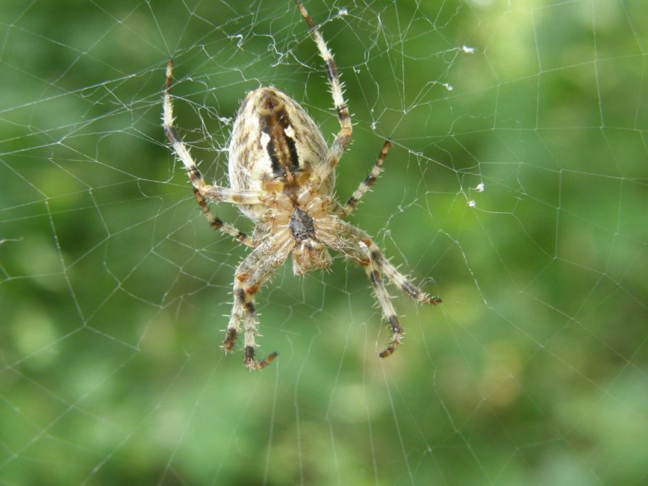 Cheiracanthium mildei
