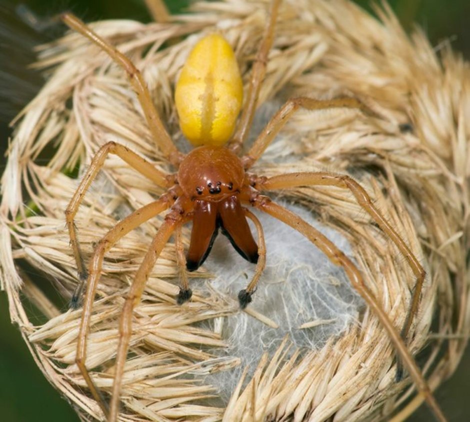 Cheiracanthium mildei паук