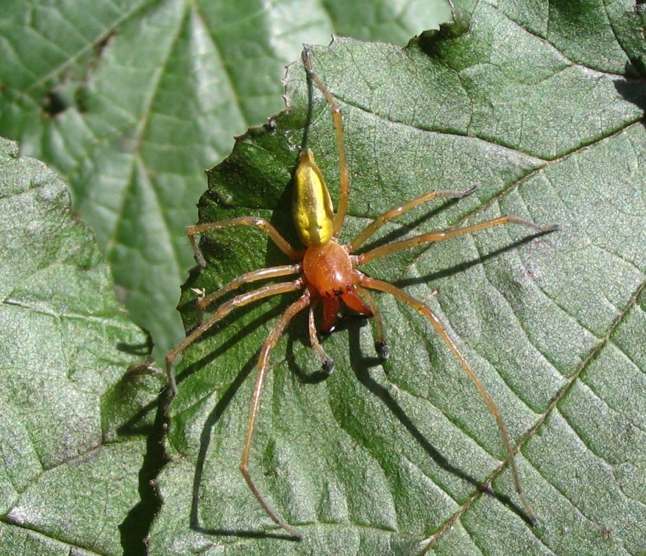 Желтосумый паук Cheiracanthium punctorium