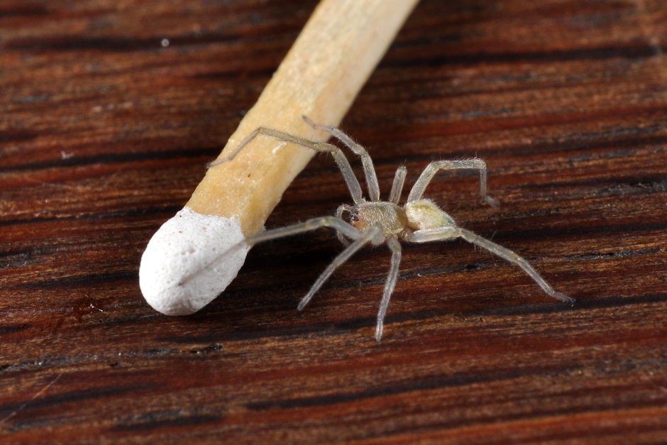 Cheiracanthium mildei
