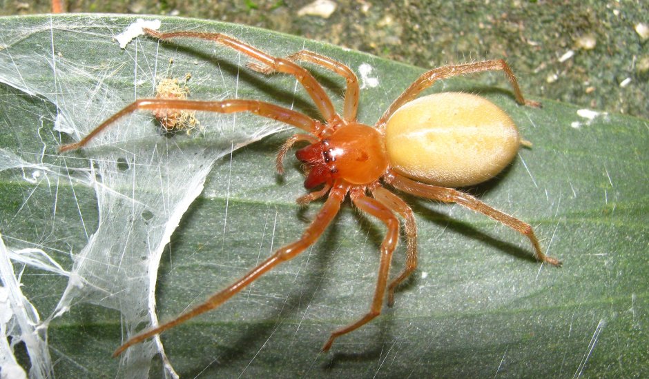 Cheiracanthium mildei паук