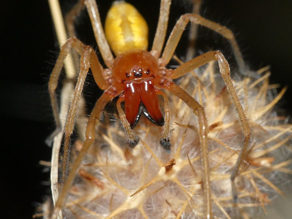 Cheiracanthium inclusum