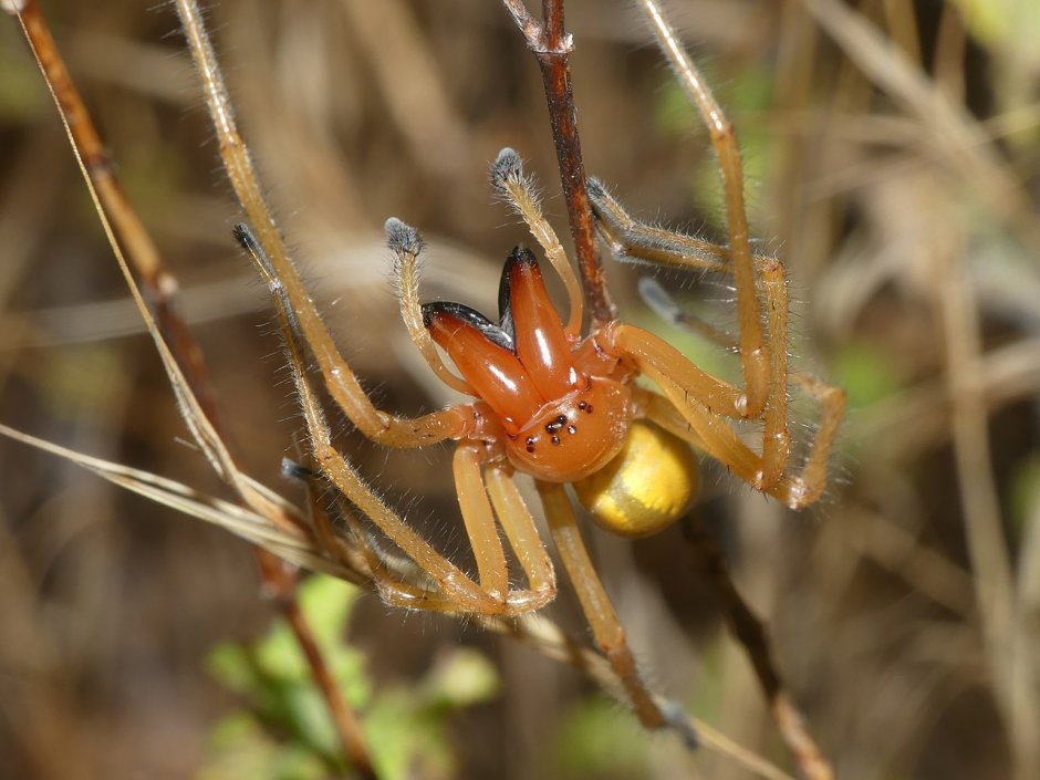 Сумчатый паук Cheiracanthium punctorium