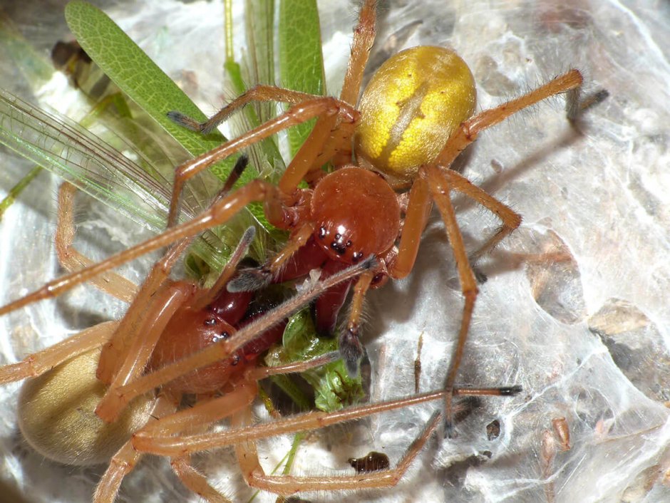 Cheiracanthium erraticum