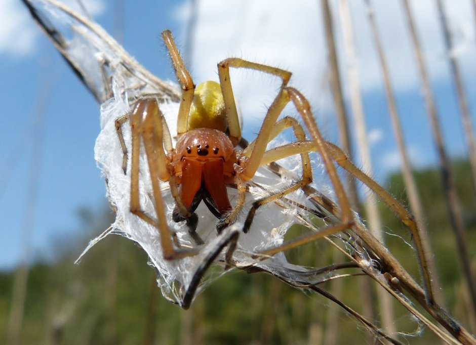 Cheiracanthium punctorium укус