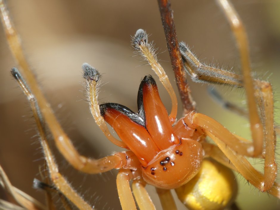 Сумчатый паук Cheiracanthium punctorium