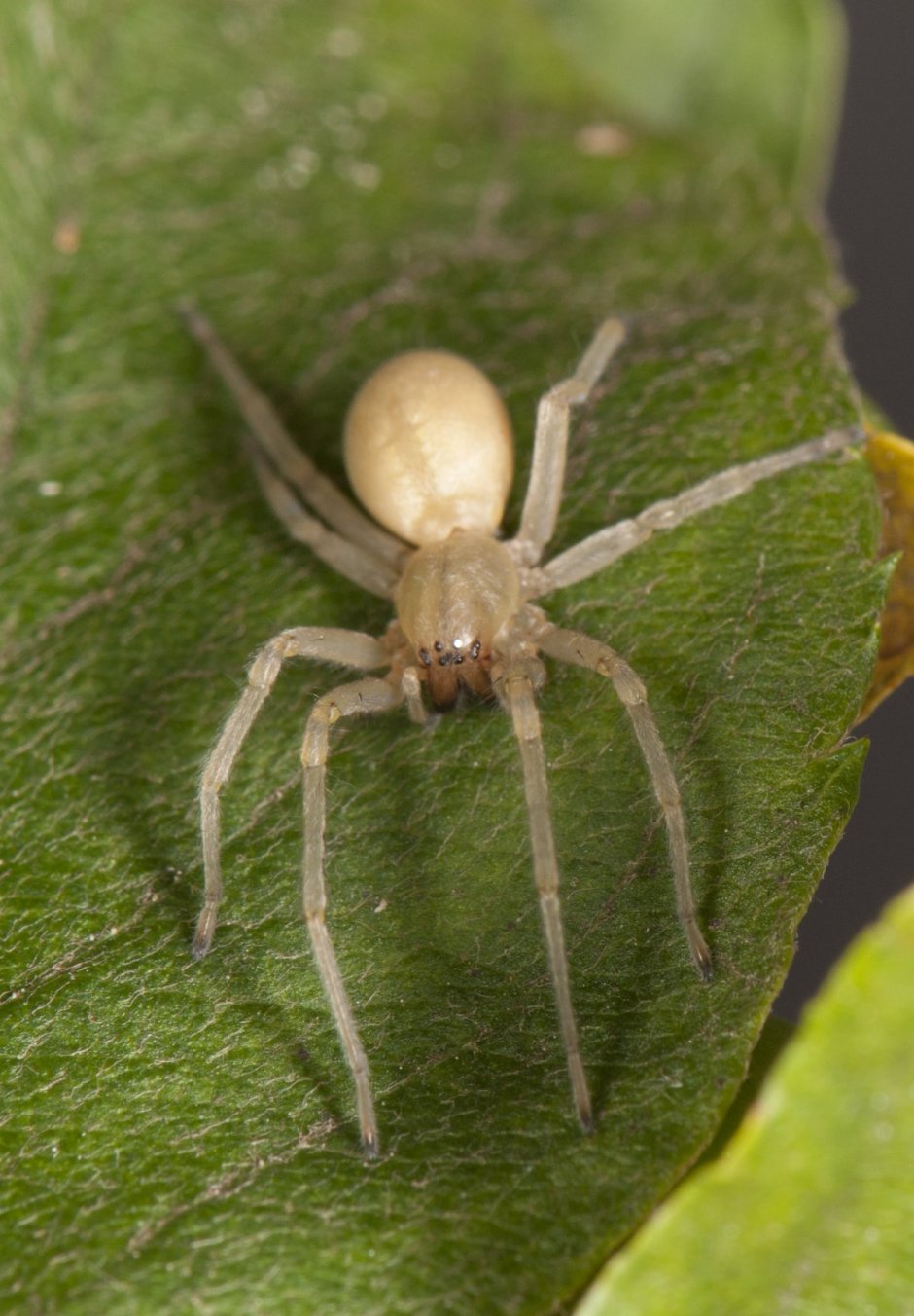 Cheiracanthium erraticum