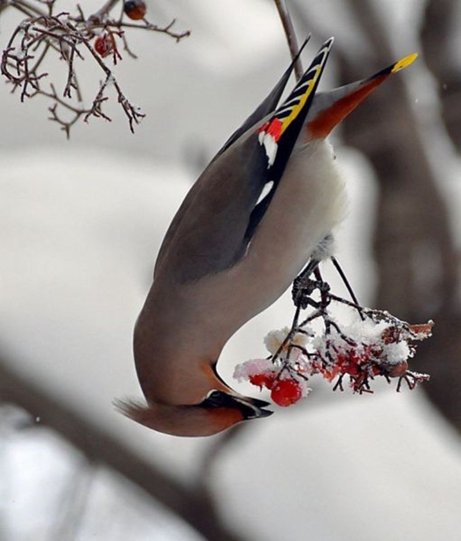 Свиристель (Ampelis garrulus)