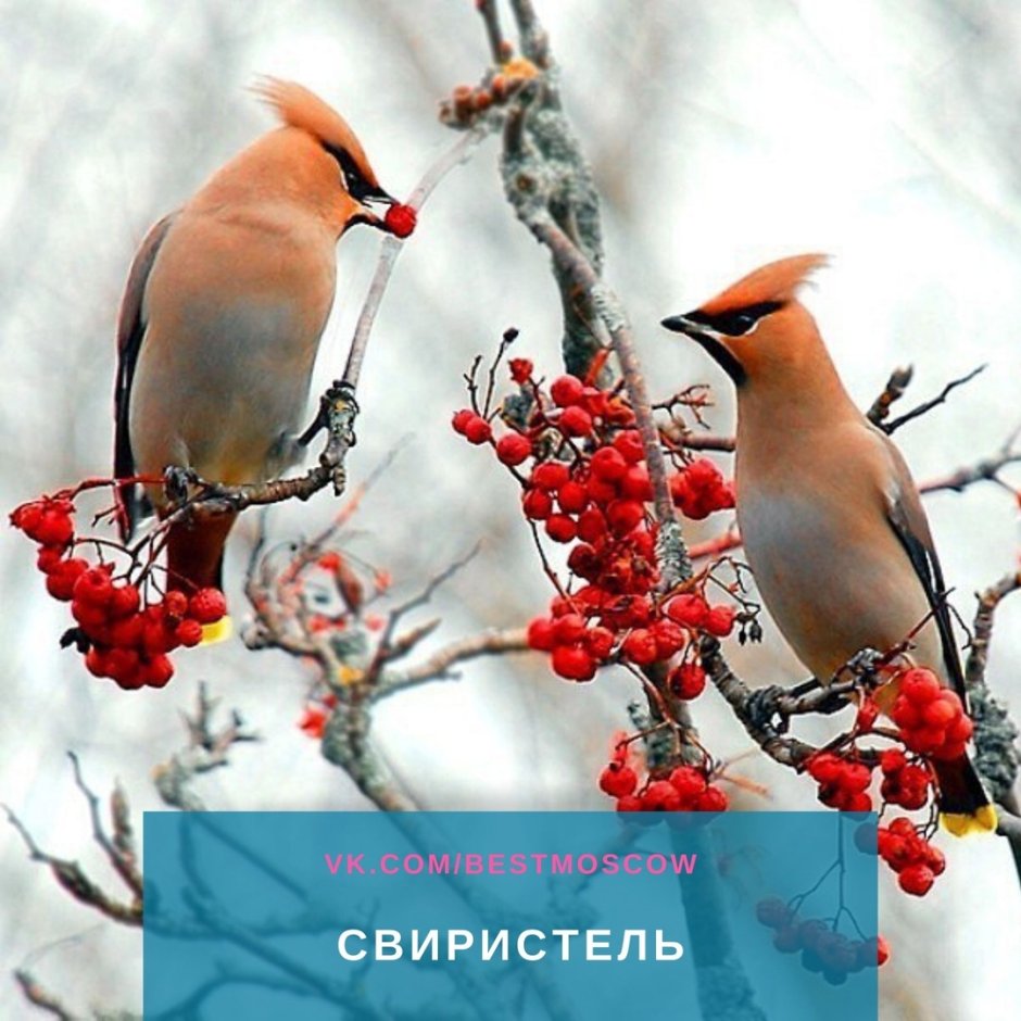 Сойка и свиристель