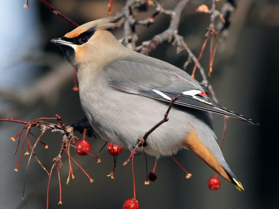 Свиристель обыкновенный (Bombycilla garrulus)