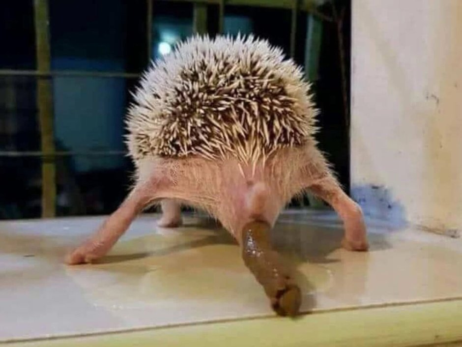 Странный Ежик