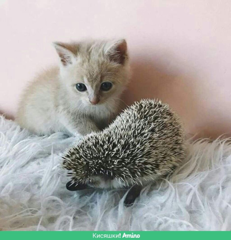 Ежик игрушка своими руками