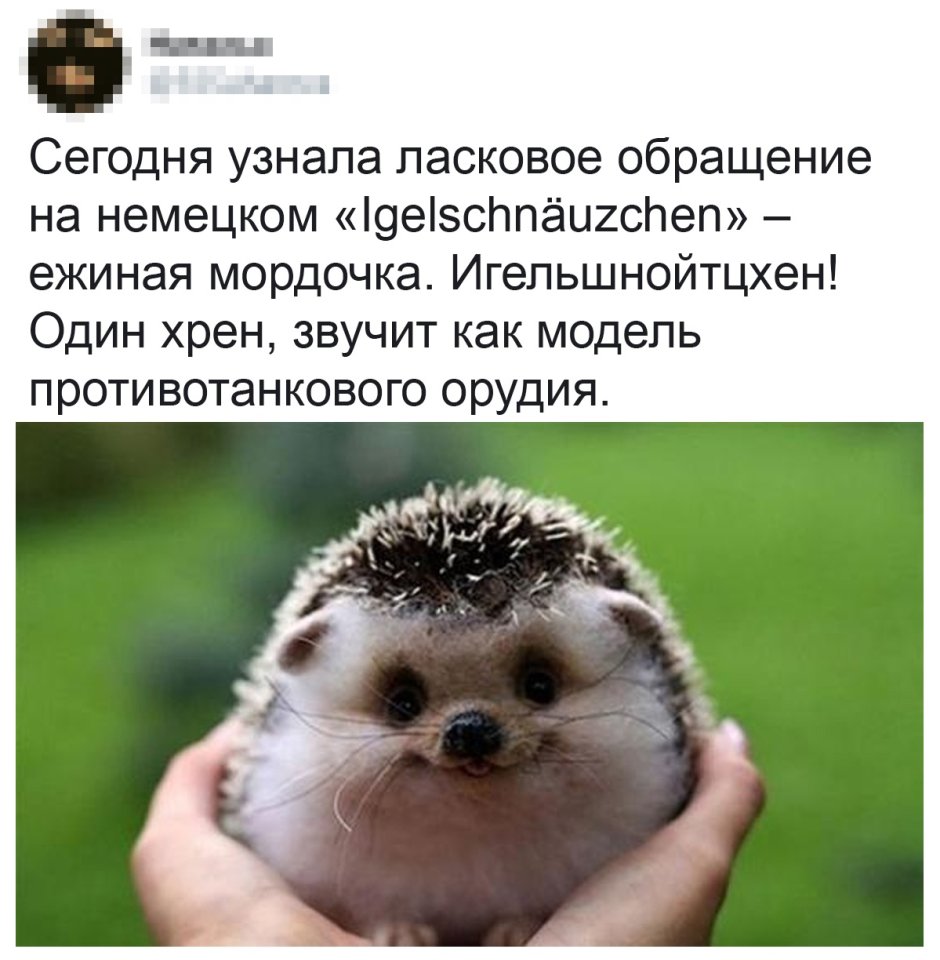 Упоротый Ежик