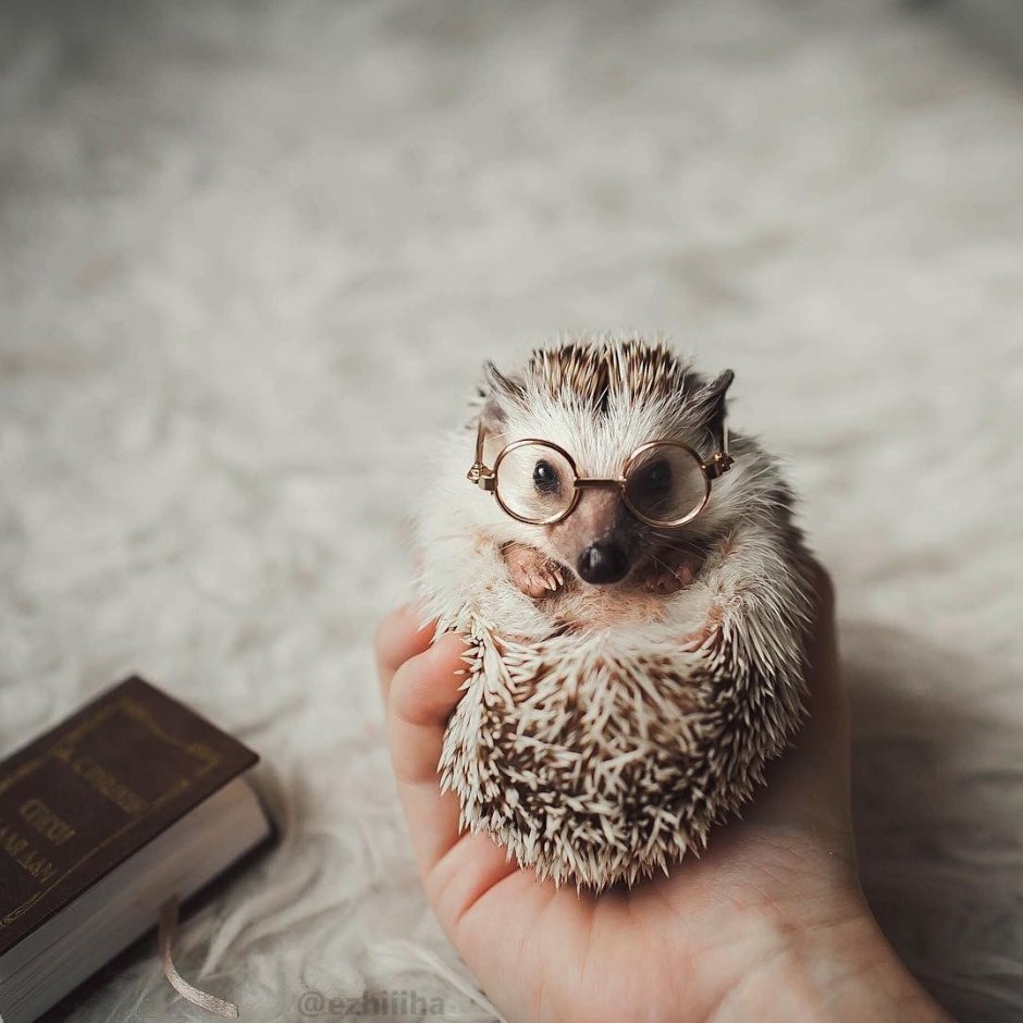 Еж злится