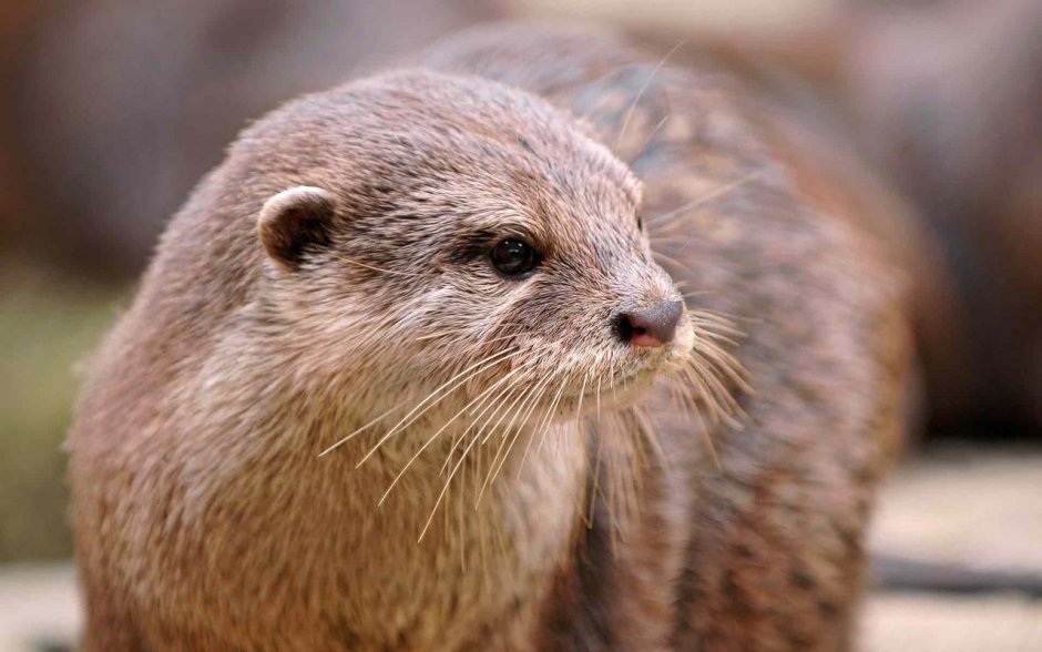 Кавказская выдра (Lutra Lutra meridionalis)