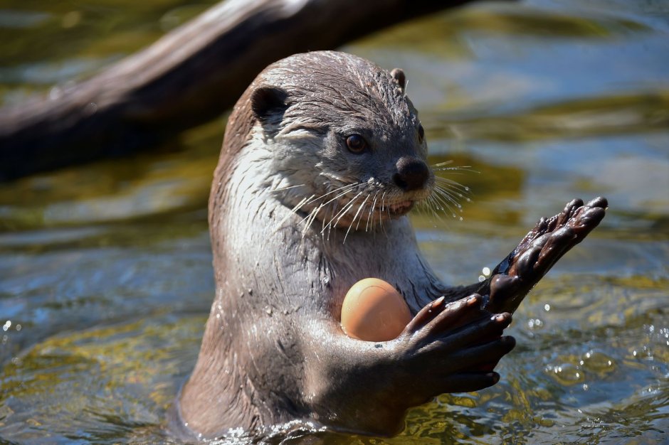 Lontra canadensis