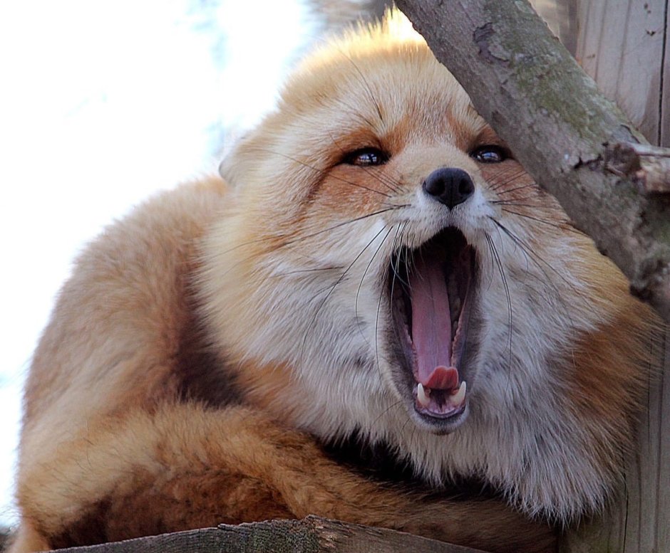 Fat фурри Fox
