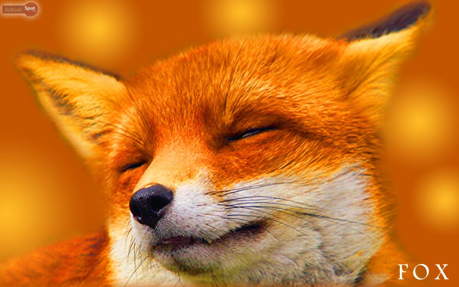 Лисичка Фыр Фыр Фыр