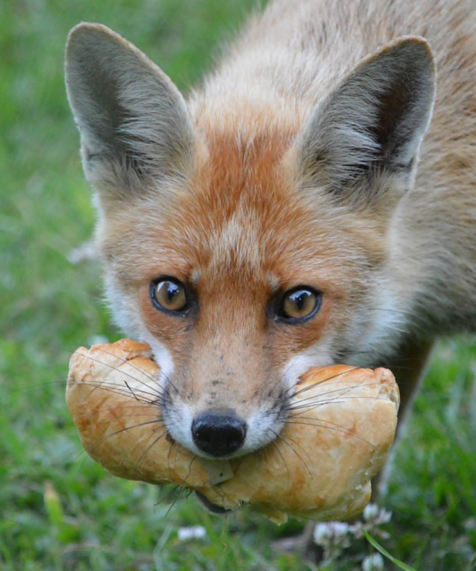 Fat furry Fox девушки