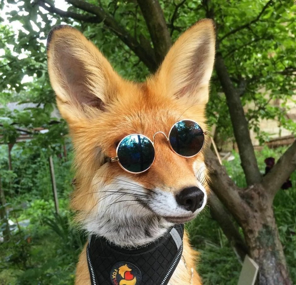 Джунипер Фокс