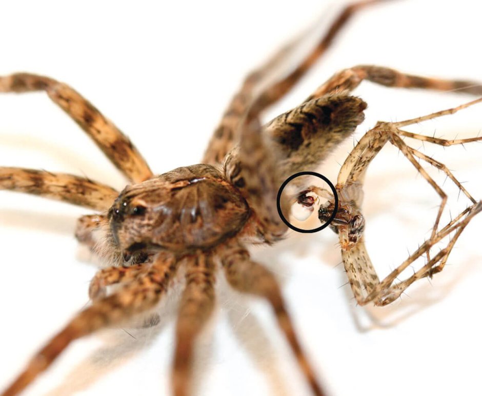 Dolomedes tenebrosus самка