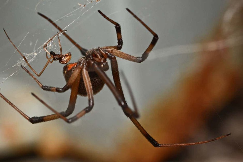 Latrodectus geometricus паук