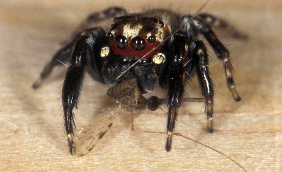 Evarcha culicivora