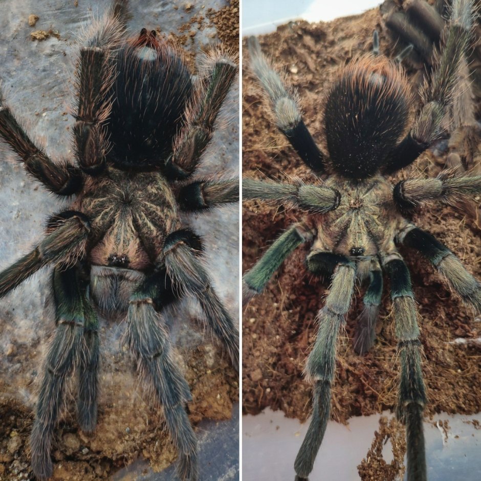 Паук-птицеед Phormictopus SP. "Green femur