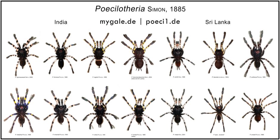 Poecilotheria Mygale