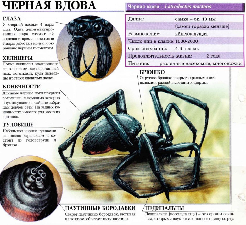 Паук паук черная вдова размер