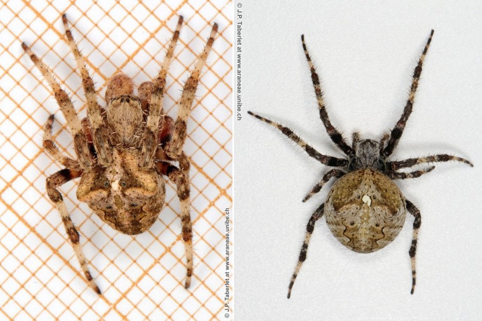 Araneus angulatus самец