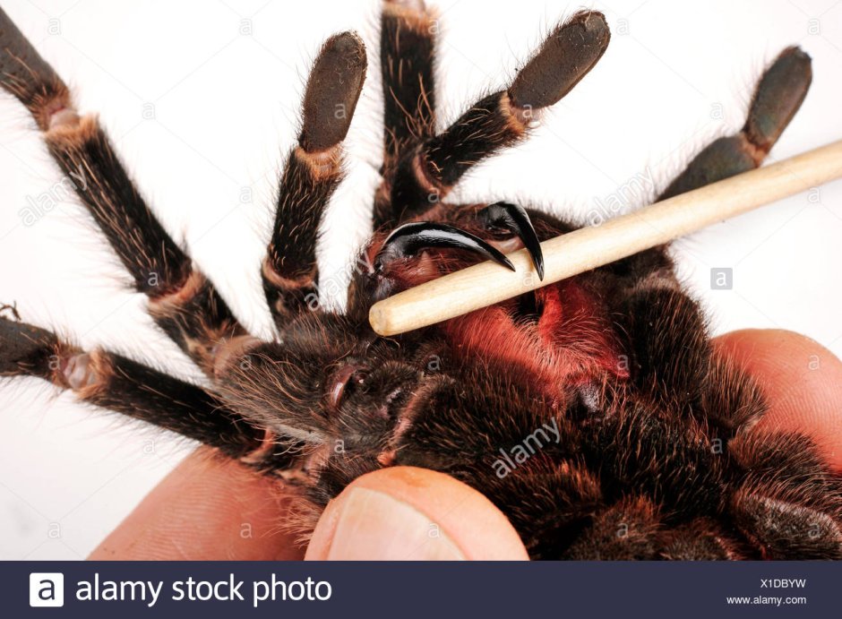 Lasiodora parahybana укус