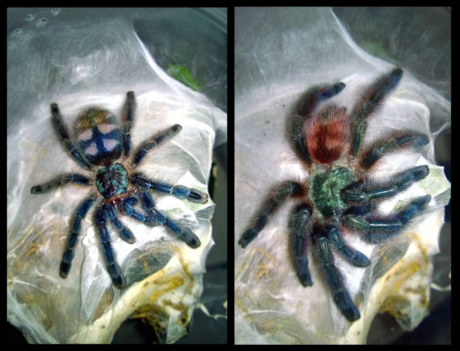Avicularia versicolor самка