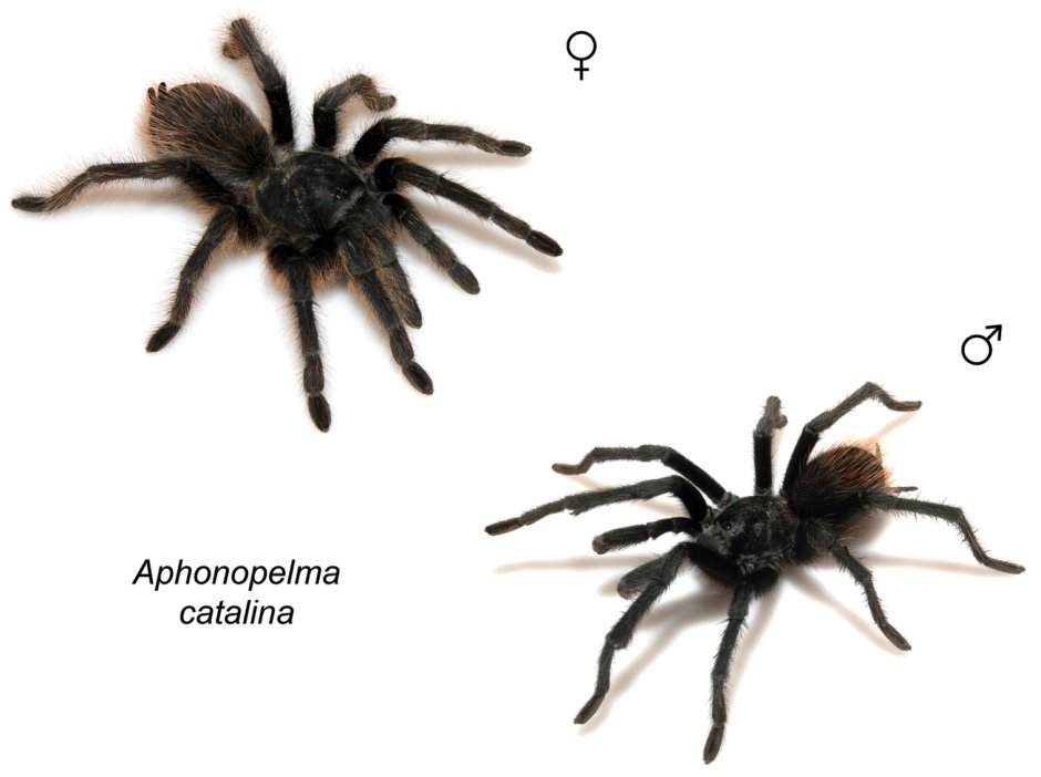 Tarantula витамины